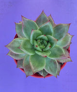 Echeveria Amestro