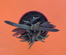 Load image into Gallery viewer, Gasteria obliqua