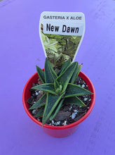 Load image into Gallery viewer, Gasteraloe 'New Dawn'