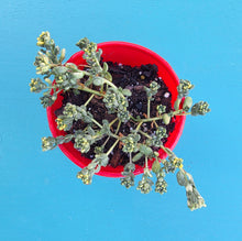 Load image into Gallery viewer, Sedum orizifolium variegated 'Golden Rice'