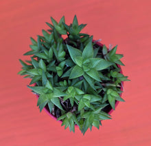 Load image into Gallery viewer, Haworthia marumiana var. batesiana