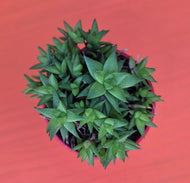 Haworthia marumiana var. batesiana
