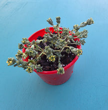 Load image into Gallery viewer, Sedum orizifolium variegated 'Golden Rice'