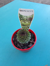 Load image into Gallery viewer, Sempervivum red form