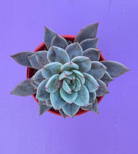 Load image into Gallery viewer, Echeveria 'Champagne Pink Purple'