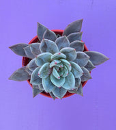 Echeveria 'Champagne Pink Purple'
