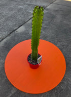 Euphorbia 'Cowboy'