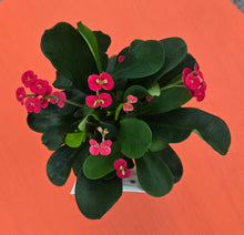 Load image into Gallery viewer, Euphorbia Somona Gabriella red