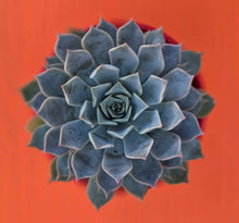 Load image into Gallery viewer, Echeveria 'Pegasus'