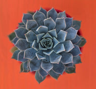 Echeveria 'Pegasus'