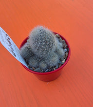 Load image into Gallery viewer, Rebutia muscula