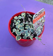 Load image into Gallery viewer, Ceropegia woodii Variegated Chain of Hearts