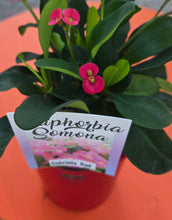 Load image into Gallery viewer, Euphorbia Somona Gabriella red