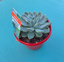 Load image into Gallery viewer, Echeveria 'Alabaster Magic'