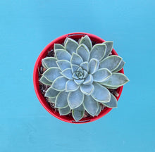 Load image into Gallery viewer, Echeveria 'Alabaster Magic'