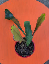 Load image into Gallery viewer, Epiphyllum Hybrid 'Anton Gunther'
