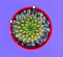Load image into Gallery viewer, Parodia Roseoluteus