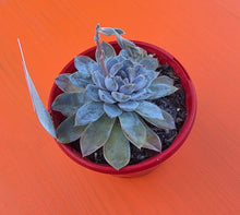 Load image into Gallery viewer, Echeveria Snow Bunny