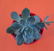 Load image into Gallery viewer, Sedeveria 'Purple Drop'
