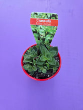 Load image into Gallery viewer, Crassula exilis cooperi