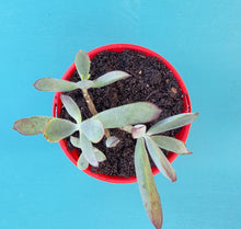 Load image into Gallery viewer, Cotyledon koppie