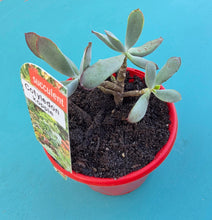 Load image into Gallery viewer, Cotyledon koppie