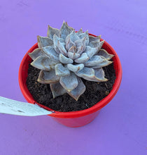 Load image into Gallery viewer, Echeveria 'Beverley'