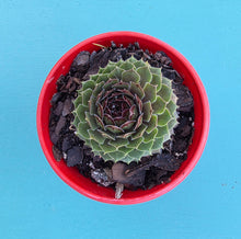 Load image into Gallery viewer, Sempervivum red form