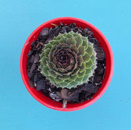 Sempervivum red form
