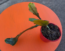 Load image into Gallery viewer, Epiphyllum Hybrid 'Anton Gunther'