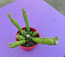 Load image into Gallery viewer, Monadenium Stapeloides