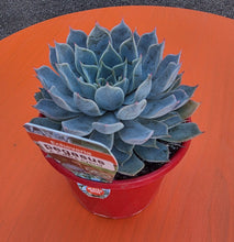 Load image into Gallery viewer, Echeveria 'Pegasus'