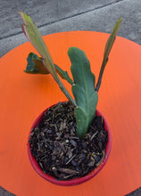 Load image into Gallery viewer, Epiphyllum Hybrid 'Anton Gunther'