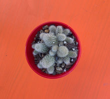 Load image into Gallery viewer, Rebutia Fabrisi