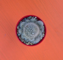 Load image into Gallery viewer, Rebutia muscula