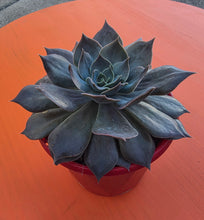 Load image into Gallery viewer, Echeveria 'Rob Roy'