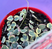 Load image into Gallery viewer, Ceropegia woodii Variegated Chain of Hearts
