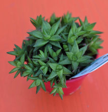 Load image into Gallery viewer, Haworthia marumiana var. batesiana
