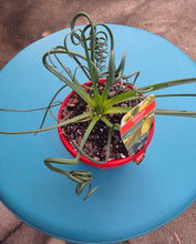 Load image into Gallery viewer, Albuca Spiralis