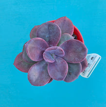 Load image into Gallery viewer, Pachyveria "Blue Tongue"