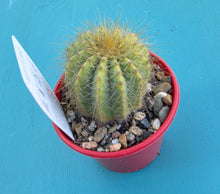 Load image into Gallery viewer, Parodia magnifica