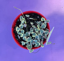 Load image into Gallery viewer, Ceropegia woodii Variegated Chain of Hearts