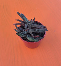 Load image into Gallery viewer, Gasteria obliqua