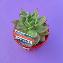Load image into Gallery viewer, Echeveria Amestro