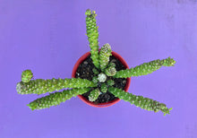 Load image into Gallery viewer, Monadenium Stapeloides
