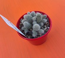 Load image into Gallery viewer, Rebutia Fabrisi