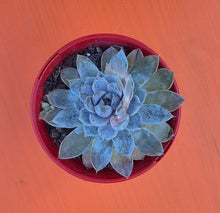 Load image into Gallery viewer, Echeveria Snow Bunny