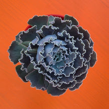 Load image into Gallery viewer, Echeveria Shaviana Hime