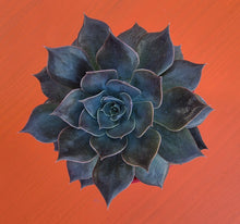 Load image into Gallery viewer, Echeveria 'Rob Roy'