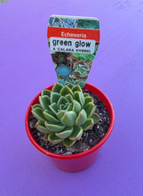 Load image into Gallery viewer, Echeveria Green Glow
